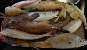 imagen Pescado caldo