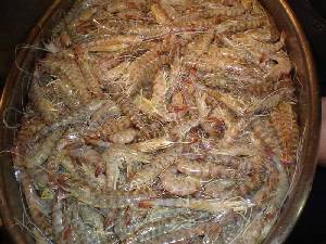 imagen Langostino mediterraneo Mediano Pack de 1 KILO