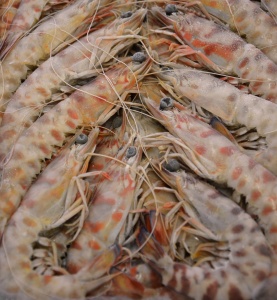 imagen Langostino